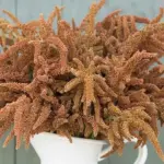 Amaranthus cruentus 'Hot Biscuits' - Image 2
