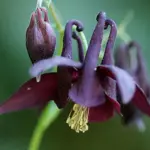 Aquilegia atrata is a beautiful free flowering species that is native to the alpine meadows and forest clearings of Switzerland and Northern Europe.