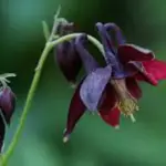 Blooming in late spring and early summer, with many branching stems of deepest coloured, almost black flowers.