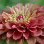 Zinnia elegans 'Queen Red Lime' - rich rose with lime centre. There is no other flower on the market quite like it.