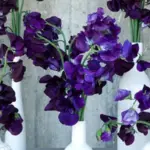 Lathyrus odoratus 'Lord Nelson' has beautiful, rich dark blue flowers and a powerful scent.