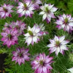 One of the most interesting shaped flowers you will ever see, both for its blooms and attractive fennel-like foliage