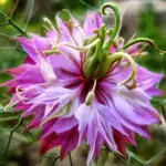 'Miss Jekyll Rose' is much less common than the usual blue varieties. It bears wonderful rose coloured flowers.