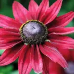 Rudbeckia Cherry Brandy produces a mass of spectacular cherry-coloured blooms all summer long.