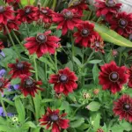 Rudbeckia is considered by many gardeners as the most complete border flower.