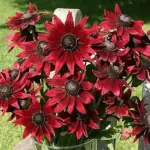 It is one of the most spectacular blooms in the late summer border, coming to its peak just as others are starting to fade.