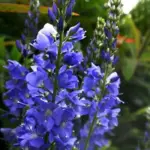Veronica teucrium is a tidy, mound-forming plant with long racemes of intense, vivid cobalt blue flowers.