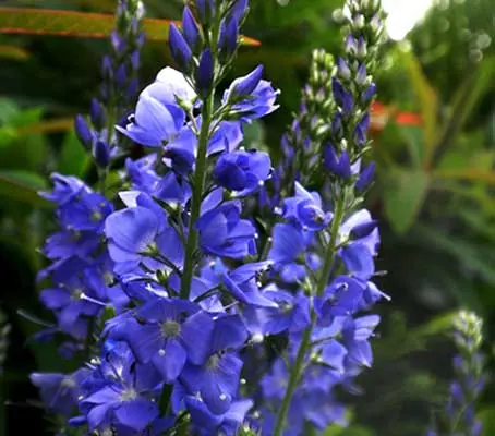 Veronica teucrium is a tidy, mound-forming plant with long racemes of intense, vivid cobalt blue flowers.