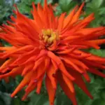 Cactus Flowered Zinnias are so named for their unique spiky appearance.