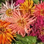 In a wide mix of colours - gold, orange, crimson, scarlet, apricot, coral, carmine, salmon, lilac, rose, pink and white.