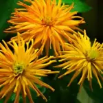 They produce semi double, large 10 to 15cm blooms each with re-curved, quilled and twisted petals.