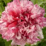 Papaver paeoniflorum 'Antique Shades'-16943