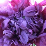 'Lilac Pompom' blooms with lush frilled, dark pink-violet, often palm-sized blooms.