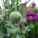 The plants are showstoppers when they're in full bloom.