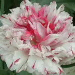 Papaver paeoniflorum 'Antique Shades'-16946