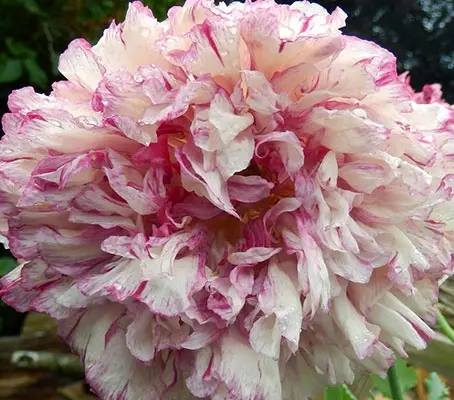 Papaver paeoniflorum 'Antique Shades'-0