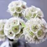 The papery bracts of Scabiosa stellata add a new shape to the garden.