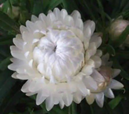 Helichrysum 'King Size Silvery-White' produce substantial 5cm (2in) wide silky-white blooms