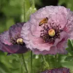 The mix offers the finest colours in mauves and smokey tones.