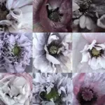 The pink of raspberry fool, the blue-grey of a woodpigeon's wing and the gentle purple of an evening sky.