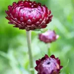 'King Size Purple Red' produce substantial 5cm wide, deep purple-red blooms