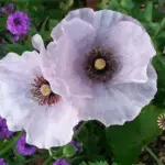 This is still one of the most distinctive, yet subtle blends of poppies available today.