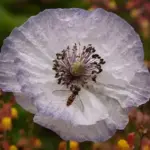 Single flowers of smokey dove greys, mauve edged in white, and opalescent shadowy tints.