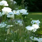 At their best when planted in big drifts, they also make wonderful, if somewhat short-lived cut flowers.