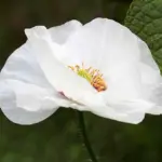 Papaver rhoeas 'Bridal Silk'. The pure white colour form has been separated out and is now available to gardeners.