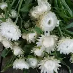 Perfect for cutting, 'Silvery White is especially valued for wedding work.