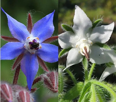 The herb borage is a well known annual with beautiful sky blue flowers and succulent foliage.