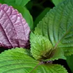 Sometimes referred to as Perilla 'Britton' and called ‘Hojiso’ in Japan, this less typical form of Perilla has beautiful bi-coloured leaves.