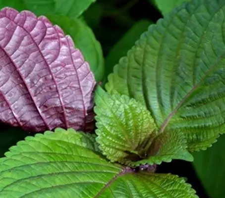 Sometimes referred to as Perilla 'Britton' and called ‘Hojiso’ in Japan, this less typical form of Perilla has beautiful bi-coloured leaves.