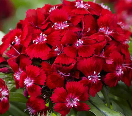 With clusters of single, brilliant scarlet red flowers.Dianthus 'Scarlet Beauty' is an exceptional variety of the quintessential Sweet William.