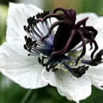 Nigella papillosa ‘African Bride’ is a most attractive variety. Deep rich purple stamens that highlight pure white blooms.