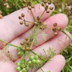 The seeds are ready to harvest when they begin to turn brown.
