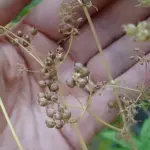 Don't leave them too long on the plant or they will disperse themselves.