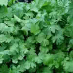 Coriander isn't a hard plant to grow, and given how expensive herbs and spices tend to be, it’s well worth it