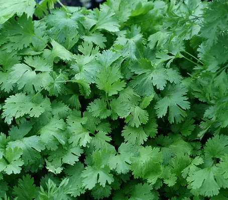 Coriander isn't a hard plant to grow, and given how expensive herbs and spices tend to be, it’s well worth it