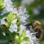 Hyssop is an aromatic herb similar to rosemary or lavender which is enjoying a revival with home gardeners.