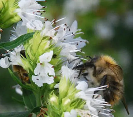 Hyssop is an aromatic herb similar to rosemary or lavender which is enjoying a revival with home gardeners.