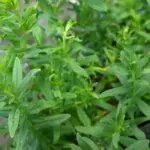 Hyssop plants are a dark, vibrant green with a spiky, upright habit and narrow tongue-like leaves.