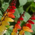 Ipomoea lobata, previously known as Mina lobata is a fast growing climber with an exotic appearance