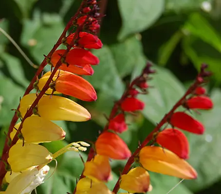 Ipomoea lobata, previously known as Mina lobata is a fast growing climber with an exotic appearance