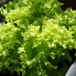 Lettuce - Lollo Bionda