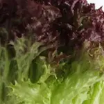 Lettuce - Lollo Rossa