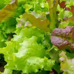 Lettuce 'Gourmet Salad Mix' is a mixed blend of the very best tasting, and most beautiful lettuce varieties.