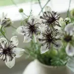 The airy foliage makes a nice complement to broader leaved plants and is a great filler for use with cut flowers in a vase.