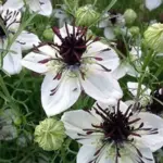 Deep rich purple stamens that highlight pure white blooms are followed by intriguing red seed pods.
