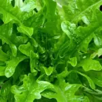 Lettuce 'Catalogna Cerbiatta'